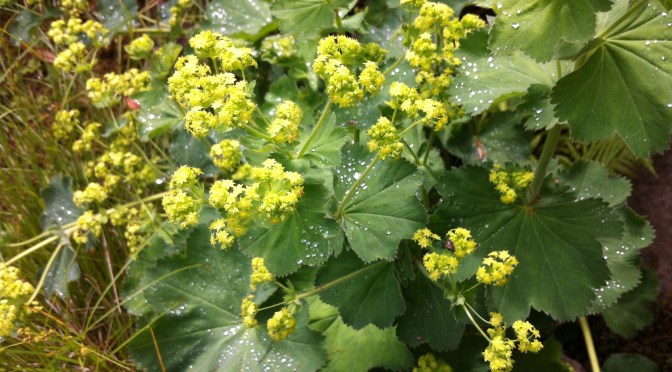 understanding ethical labels