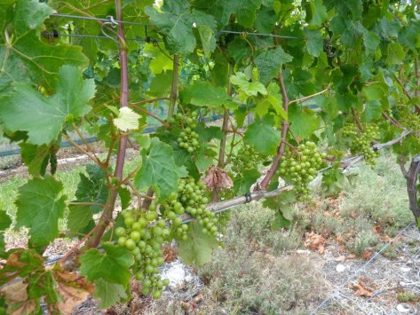 wine grapes 