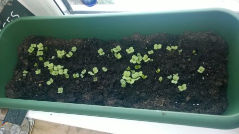 Speedy lettuce seeds