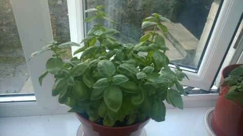 Easy basil growing