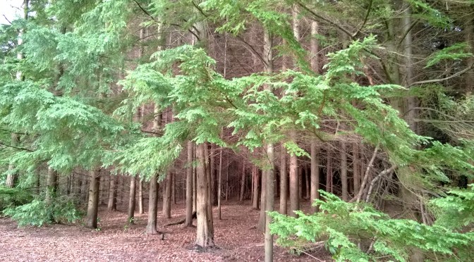 15 Quotes Inspiring you to Live Greener