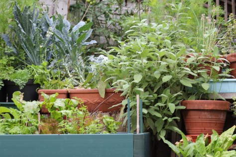 Five years ago this was a barren patio; now it's my larder and the scene of birds rioting over snails!