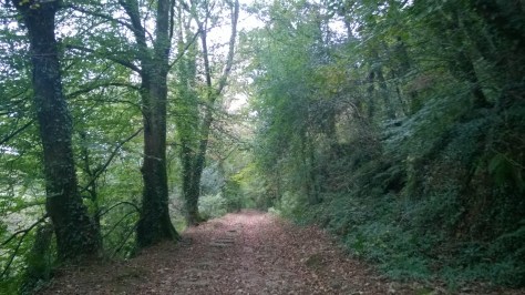woodland walks
