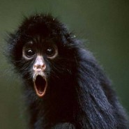 black-spider-monkey1-15433_185x185