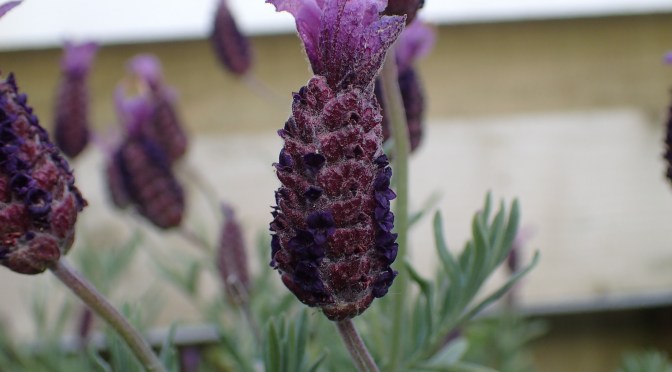 Green Book Review: The Armchair Activists Handbook