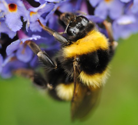 Bee on Buddleia